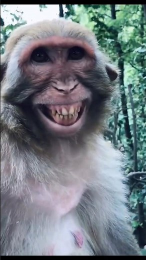 How other Chimpanzees are smiling vs 🤣