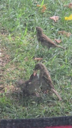 Birds feeding each other #birds #love #nature