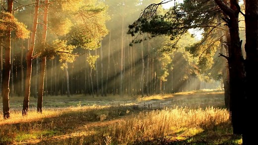 Wolves, Selena Gomez Song 中文字幕英文歌曲