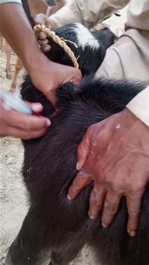 calf treatment Intramuscular injection #animals #viralshortvideo #injection