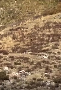 Believe in Bigfoot?? Bigfoot sighting in Colorado. Video taken by train passenger…. Bigfoot or bust? | The Big Party Show