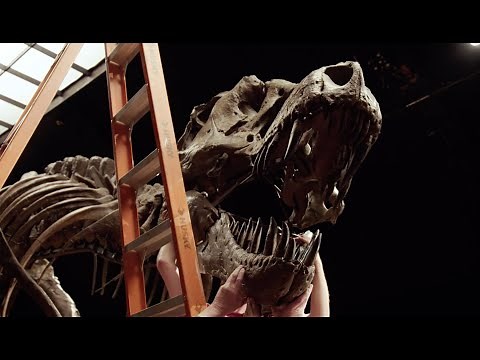 T. rex STAN — One of the Biggest and Most Complete Skeletons Ever Found | Christie's