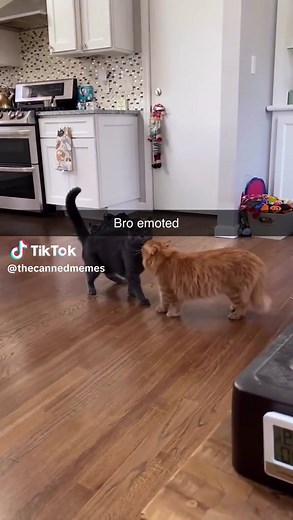 Cat Playing Fortnite - Funny Meme Video
