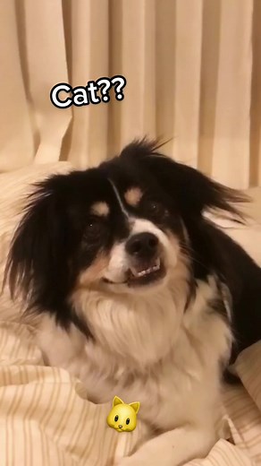 Get Your Dog a 'Cat Face' with Our Fun Cat Face Game!