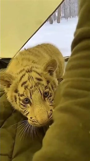 He Saved a Tiger Cub… Then Something Magical Happened 🐯❤️