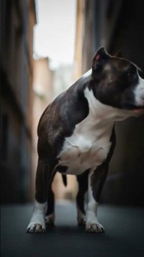 OMG 😱 Aggressive Pitbull Guard Dog Sounds🔥 #shorts #pitbull #guarddog