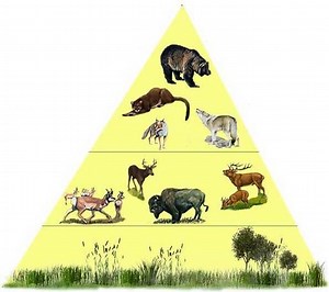 Trophic Pyramid