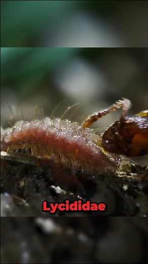 The Caterpillar That Makes Ants Its Slaves! 🐜🐛🤯