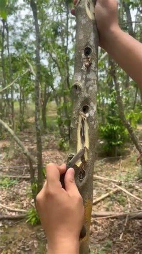 Agarwood: The Black Gold of Nature | Why It’s So Expensive and How It’s Made