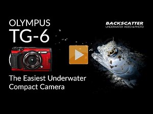 Olympus TG-6 | The Easiest Compact Camera for Underwater Photography