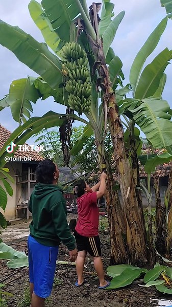 Kreasi Baru Dari Pohon Pisang Matang