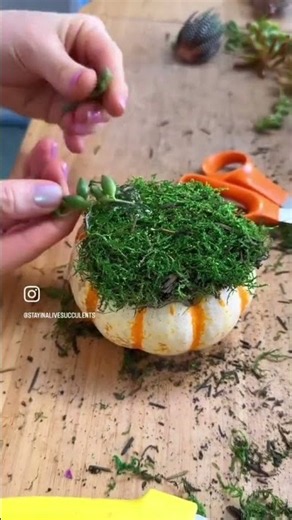 How to Make a Succulent Pumpkin With Moss