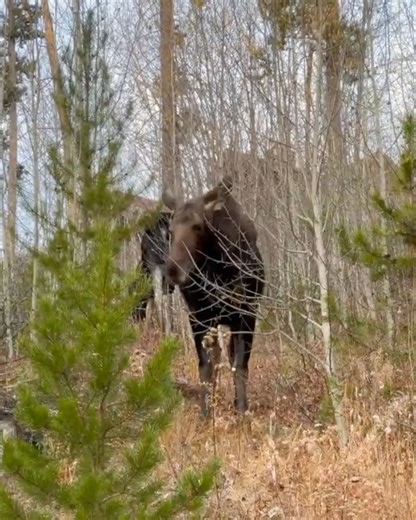3.9K views · 205 reactions | On an evening hike not long ago, I came across three moose casually enjoying a snack. It’s always such a treat to spot wildlife while exploring the Colorado Rockies. #colorado #moose #wildlife #wildlifephotography #hiking | Michael J Bauer Photography | Facebook