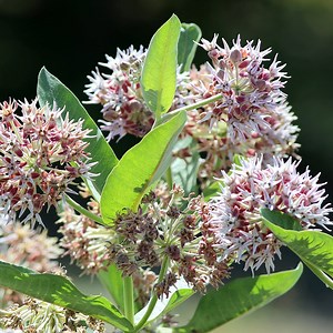Showy Milkweed, Asclepias speciosa | American Meadows