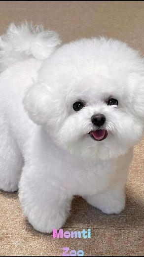 😂 Funny Animals Compilation | Cutest & Funniest Animal Moments 🐶🐱🐼