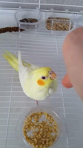 BABY Cockatiel CRYING For Food 😍 Hungry Baby Cockatiel Sounds #Shorts