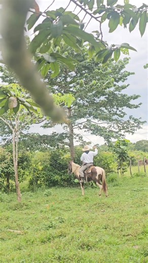 1.2M views · 24K reactions | Isaias Ixpec on Reels | Facebook