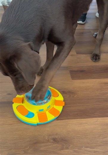 Fun Playtime with Milo: Food and Games for Dogs