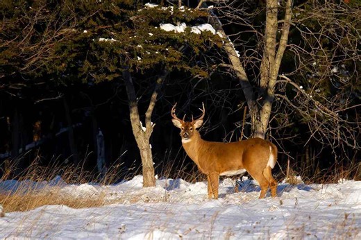 Unlock the Secret for Successful Late Season Deer Hunting - Game & Fish