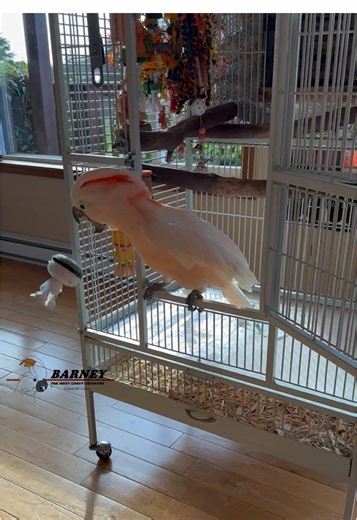 Barney’s new robot toy 😃 #barneythewestcoastcockatoo #cockatoo #robot #toy