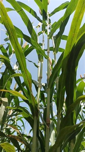 farming reel #song #farming #khetibadi #dailyshorts #shorts
