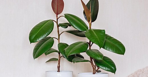 Gummibaum pflegen: Die 3 größten Fehler