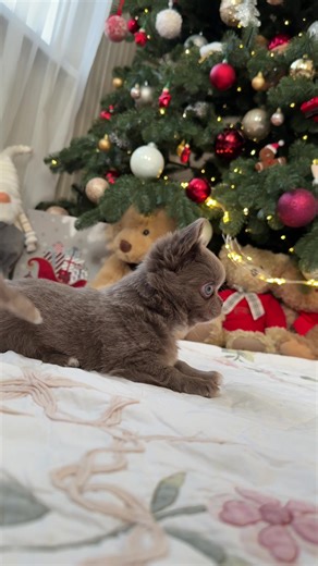 Smart Family Kennel for Chihuahuas