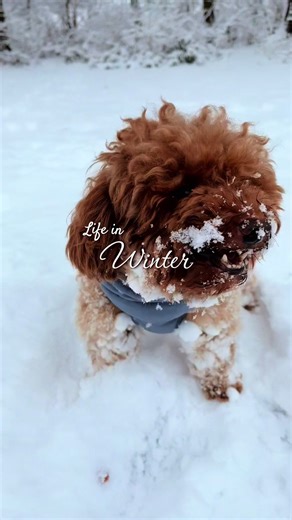 Wer hat auch Schneebälle im Fell ? ❄️ ☃️ 🐶 #minipoodle #zwergpudel #fyp #winter #dogsoftiktok