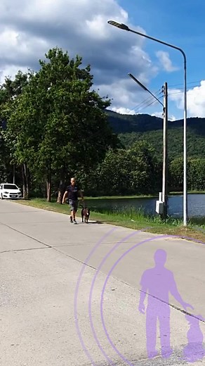 #dogtraining #leashtraining #obidiencetraining Dog Training leash as communication #obidiencedog #dogsoftiktok