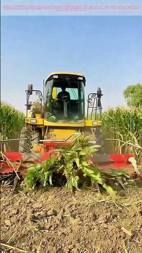 Harvesting the Silage: How a Forage Head Preps Livestock Fuel