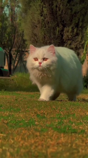 How to Catwalk Like a Supermodel😻#cat #catwalk #meow