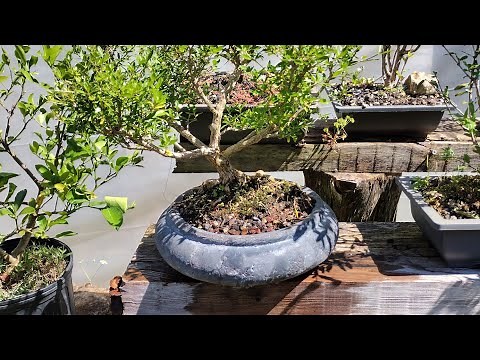 Episode 1) How to care for. (Serissa japonica) snow Rose bonsai.