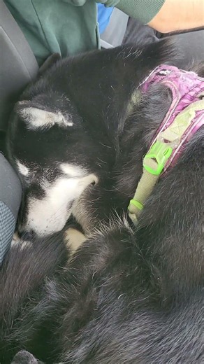 Huskykringel im Auto 💙 | 🐺 Husky Goraidh 🐾 #shorts