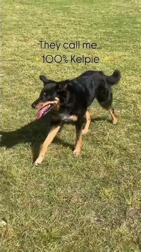 What Breed Is My Dog? 🤔 People Guess Wrong Every Time!