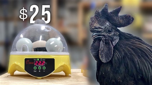 Creating the perfect incubator