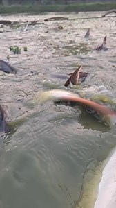 7.8M views · 36K reactions | বড় মাছটা উল্টে গেল 殺殺 #rellsfacebook #fishing #fishingtrip #fishingislife #fishingaddict #fishinglife #fish #fisherman #village | Unity Farm | Facebook