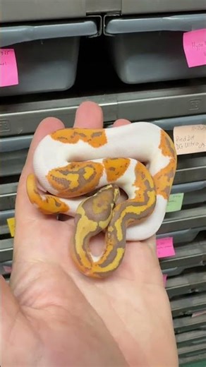 Yellowbelly Hypo Ultramel Pied! #ballpythonmorphs #ballpython #royalconstrictordesigns
