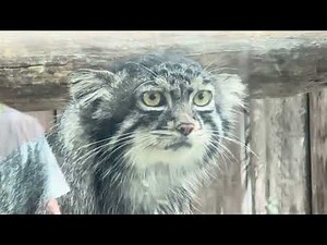 夏毛のナルくん マヌルネコ 神戸どうぶつ王国 2024年7月19日 IMG 5806