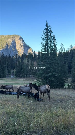 Canada🇨🇦 #kanada #canada_life🇨🇦 #canada🇨🇦 #banffnationalpark #banff @Maradimmo