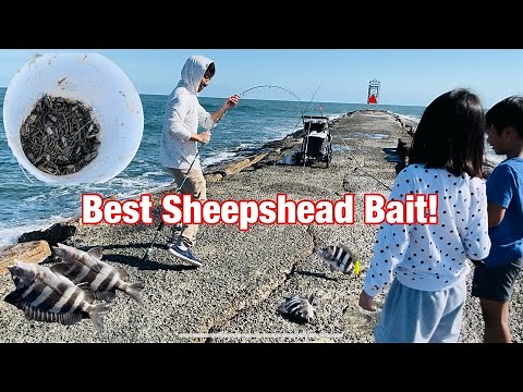 How to Catch Fiddler Crabs for Sheepshead Fishing in Freeport Texas