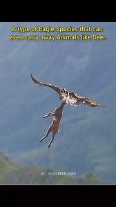 A type of eagle species that can even carry away animals like deer. #bigbird #reelsfacebook #reelsvideoシ #animals #birds #naturelovers #nature #naturephotographychallenge #viralreelschallenge #viralvideochallenge #viralchallenge | Ripudaman Singh
