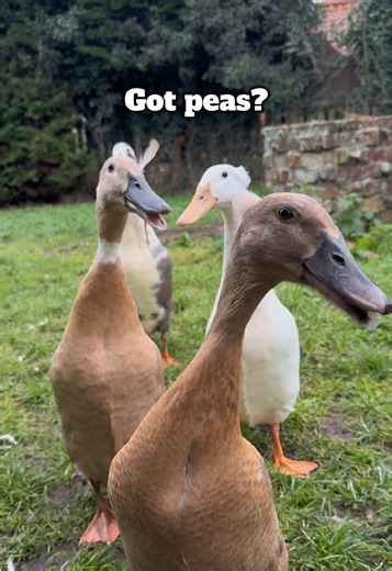 Fun and Quirky Runner Ducks in the Backyard