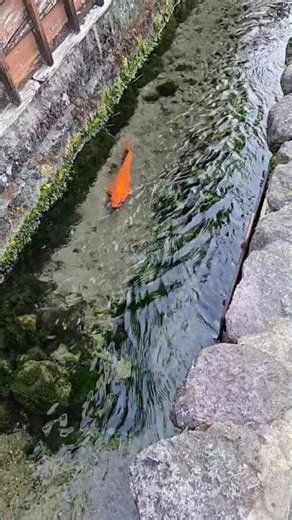 水の音 湧水 鯉の泳ぐまち Sound of Water 島原市 長崎 Nagasaki Japan #shorts #水の音 #湧水 #SoundofWater #島原
