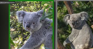 Visitors can check out 2-year-old koalas at Brookfield Zoo Chicago