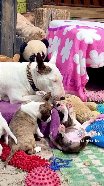 Miniature Bull Terrier Pups Seeking Loving Families