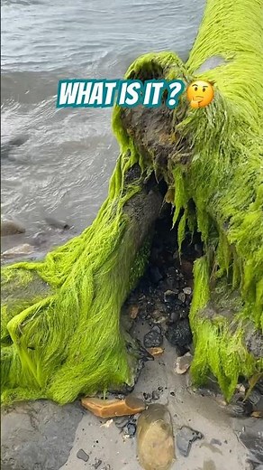 Surprise Fossil “Sea Lily,”Stem🪵! #fossilhunting#beachfossils#crinoid