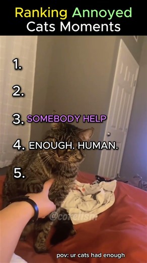 Ranking The Most Annoyed Cats 😾🐱 #catshorts #cat #funny