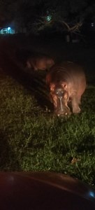 You think the hippo isn’t watching you… 🦛👀 When hippos leave the water to graze at night in St Lucia, their heads are down, mouths busy, grass flying 🌿 But don’t be fooled..... Those tiny eyes? They’re watching everything. Even while eating, a hippo is constantly scanning, ears flicking, eyes rolling, senses on full alert. Relaxed? Yes. Unaware? Never. It’s one of the reasons they’re so dangerous.... calm on the outside, switched on at all times. St Lucia nights are quiet, until you realise s