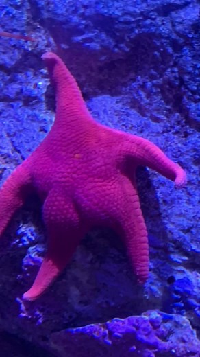 Fun Facts About Starfish for Kids