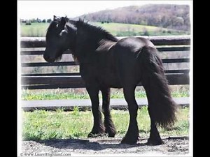 Champion Fell Pony Stallion Waverhead Model IV